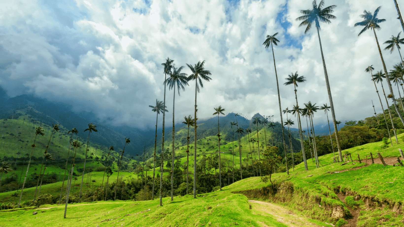 Valle del Cocora